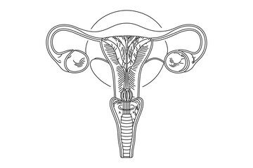 Uterus outline icon one line art modern vector illustration