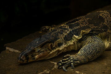 Asian water monitor - Varanus salvator also common water monitor, large varanid lizard native to South and Southeast Asia