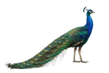 Obraz premium Vibrant Blue and Green Peacock with Long Tail Isolated on White Background