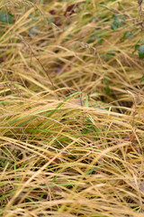 Yellow and brown grasses in a forest during autumn season