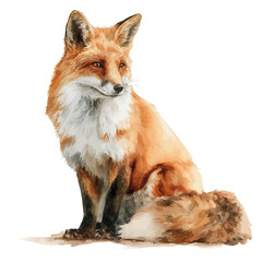 Red Fox in watercolor style, vector illustration, isolated on white background.
