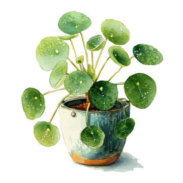 Pilea Peperomioides, watercolor illustration, vector style, isolated on a white background.