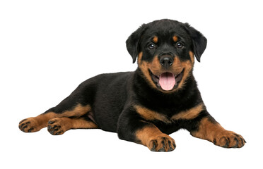 Obraz premium Happy Black and Tan Rottweiler Puppy Lying Down Isolated on White Background