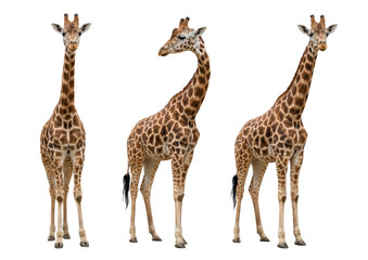 Three Giraffes Standing Isolated on White Background