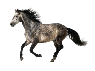 Galloping Dapple Grey Horse Isolated on White Background