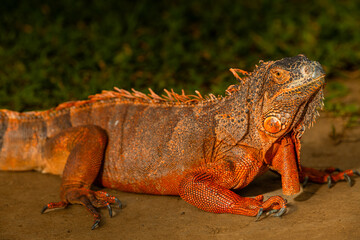 Beautiful red iguana closeup head on the ground, Beautiful red iguana on the grass background, animal closeup