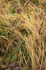 Yellow and brown grasses in a forest during autumn season