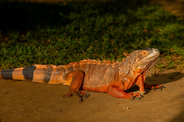 The Red Iguana Iguana iguana closeup image. it actually is green iguana, also known as the American iguana