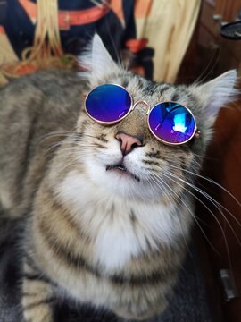 a taken aback cat in glasses