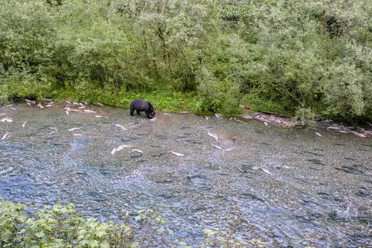 Fish Creek Wildlife Observation Site, hyder Alaska. Black bear catching fish
