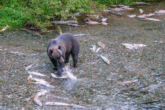 Fish Creek Wildlife Observation Site, hyder Alaska. Black bear catching fish