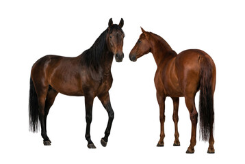 Obraz premium Two brown horses isolated on white background, front and rear view