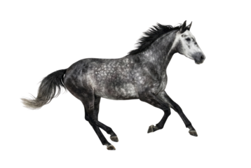 Gray dappled horse running isolated on white background