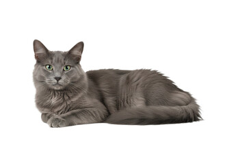 Elegant gray cat lying on side with green eyes looking directly at camera, soft fur and relaxed posture on transparency background