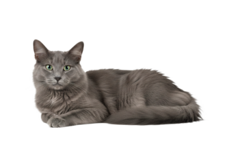 Elegant gray cat lying on side with green eyes looking directly at camera, soft fur and relaxed posture on transparency background