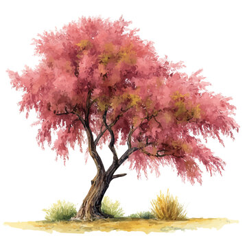 Tamarisk Tree, watercolor illustration, vector style, isolated on a white background.