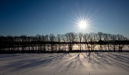 Morning snow field and shadows of trees