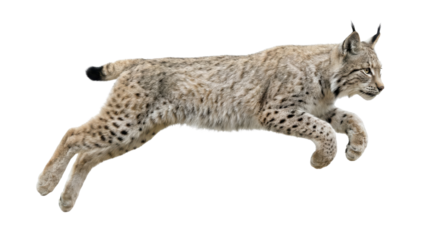 Leaping lynx isolated on white background in mid air