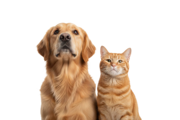 Golden retriever dog and orange tabby cat sitting side by side looking up with calm and happy expressions, isolated on transparency background in high resolution