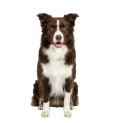 Fototapeta premium Brown and white border collie dog sitting and looking at camera isolated