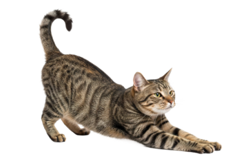Tabby cat stretching with detailed fur texture in yoga like pose isolated on transparency background showing natural stripes and green eyes in calm expression