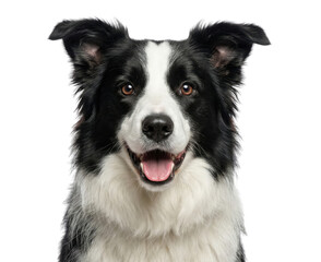 Happy black and white border collie dog portrait isolated on white