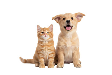 Adorable orange tabby kitten and happy golden retriever puppy sitting side by side looking upward with natural expressions, isolated on transparency background
