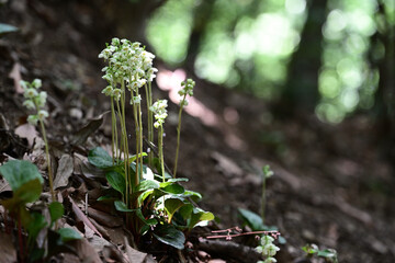 イチヤクソウ（一薬草）の群生