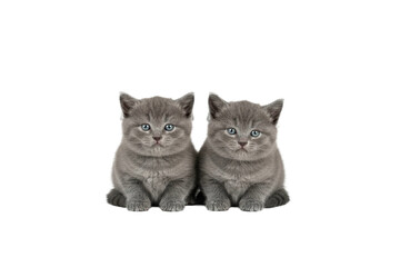 Fototapeta premium Two small gray kittens sitting closely with calm expression and symmetrical composition, showing soft fur and blue eyes in clear isolated background