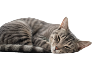 Sleeping gray striped cat lying down with soft fur and relaxed expression isolated on transparency background, showing peaceful and calm mood in cozy pose