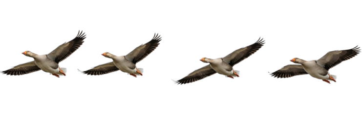 Flying Birds of Prey Set Isolated on White Background, Hawk in Flight Wildlife Concept