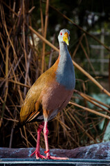 Waterbird standing on rock with colorful plumage