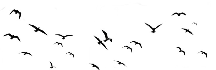 Flying Birds Silhouettes Flock Isolated on White Background, Freedom and Nature Concept