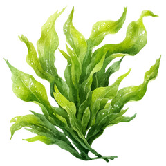 Seaweed Salad, watercolor painting, vector illustration, isolated on a white background. © Andrews