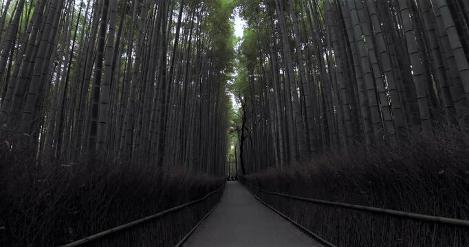 Arashiyama bamboo grove in Kyoto with tall trunks swaying softly in early morning light, as the static camera frames the empty path in a calm green corridor