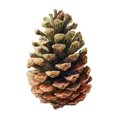 Watercolor painting of Pinecone Tree, vector illustration, isolated on white background.