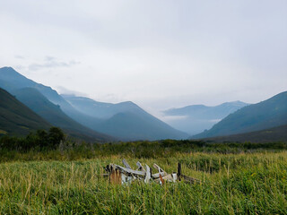cows in the mountains
