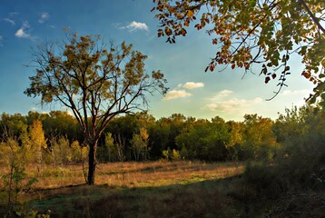 Fototapeta premium Golden Hour Woodland: Sunlit Trees and Autumn Foliage Landscape