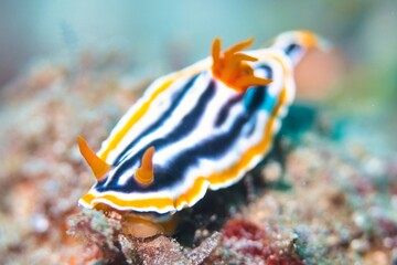 Chromodoris Magnifica in the Lembeh Strait, Sulawesi, Indonesia