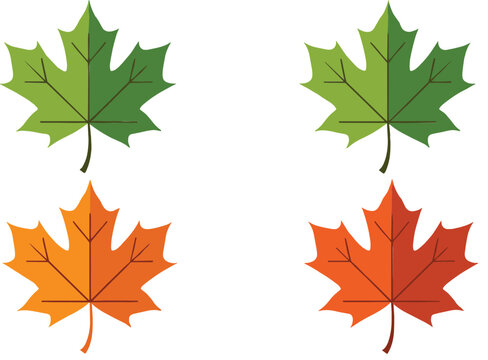 Vector illustration of green and autumn maple leaves showing seasonal color changes, perfect for fall themes and nature designs.
