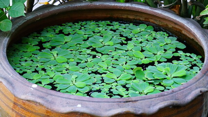 물항아리에 떠있는 많은 물배추들