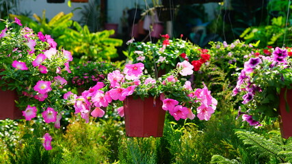Petunia flowers for sale