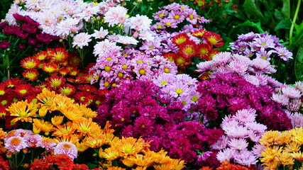 Various species of chrysanthemum flowers