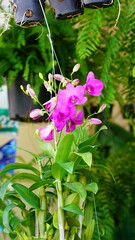 활짝 핀 서양란의 꽃