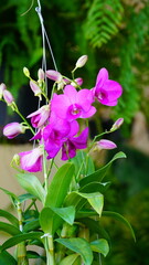 활짝 핀 서양란의 꽃