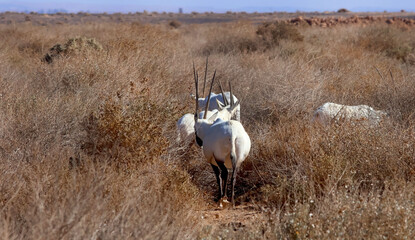 Arabian oryx in the Shaumari Wildlife Reserve in the Azraq desert region of eastern Jordan