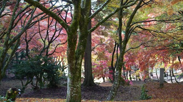 滋賀県　鶏足寺の紅葉の風景