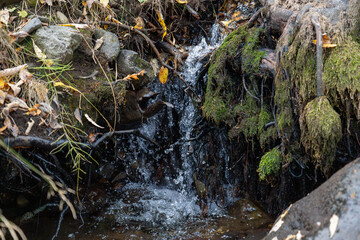 Mossy forest stream with small waterfall and tree roots close-up