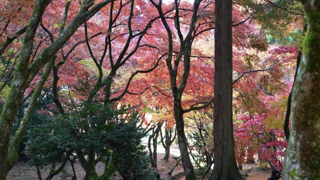 滋賀県　鶏足寺の紅葉の風景