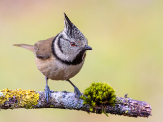 A crested tit climbs on a rotten, moss-covered branch. © KKern